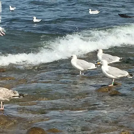 Lägenhet Les Dunes Du Golf First Line Sea View App Block B 1-3 Wimereux
